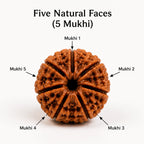 Panch Mukhi Rudraksha