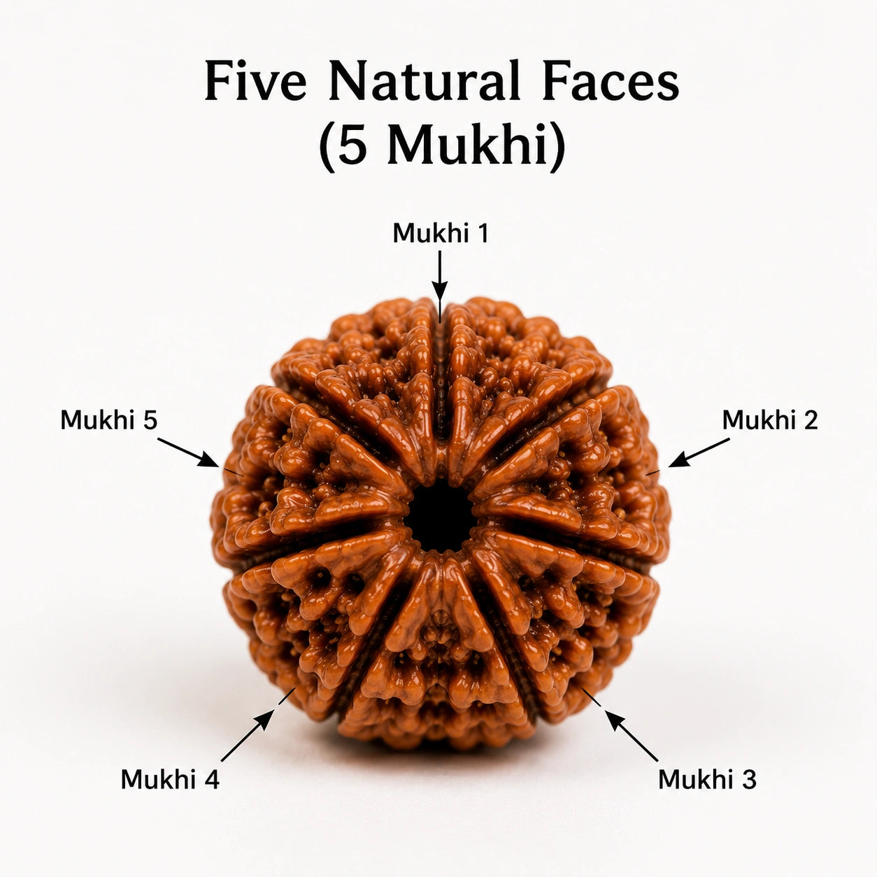 Panch Mukhi Rudraksha