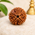Panch Mukhi Rudraksha