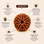 Panch Mukhi Rudraksha